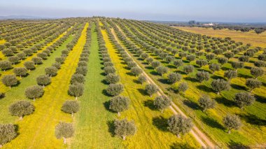 Dev olive Grove Alentejo Portekiz dron havadan görünümü