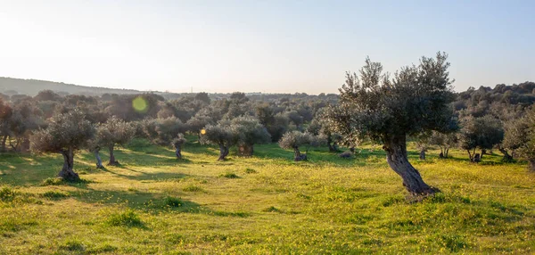 eski zeytin ağaçları grove parlak sabah güneş ışığı altında Alentejo manzara Portekiz