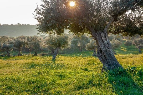 Régi Olajfák Grove Ban Fényes Reggeli Napfény Táj Alentejo Portugáliában — Stock Fotó