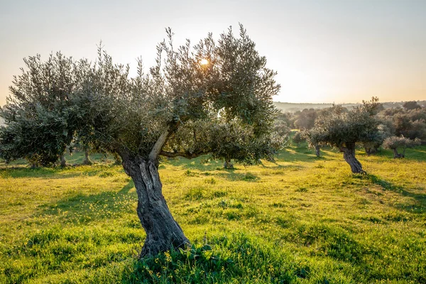 Alte Olivenbäume Hellen Morgensonne Alentejo Landschaft Portugal — Stockfoto