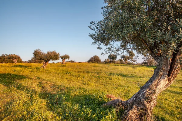 Olivar Viejo Paisaje Florido Del Alentejo Portugal Travel — Foto de Stock