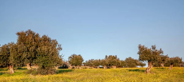 Régi Olajfák Grove Ban Virágos Alentejo Táj Portugália Travel — Stock Fotó