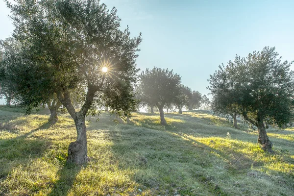 Nebliger Olivenhain Morgentau Und Diesige Sonnenscheinlandschaft Alentejo Portugal — Stockfoto