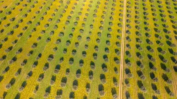 Widok Lotu Ptaka Drone Gigant Oliwkowy Gaj Alentejo Portugalii — Zdjęcie stockowe