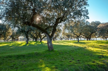 Otantik Cork Oaks Grove ve Mera manzara Alentejo Portekiz doğa seyahat