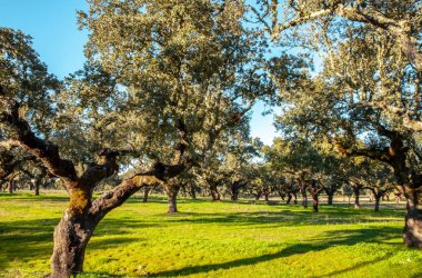 Otantik Cork Oaks Grove ve Mera manzara Alentejo Portekiz doğa seyahat