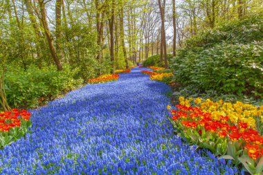  renkli çiçek bahçeleri Lisse Hollanda 