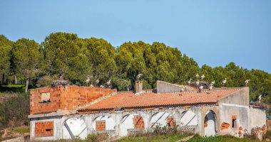 Kış ikametgah güneşli Alentejo Portekiz yükselmek üzerinde birçok leylek peyzaj