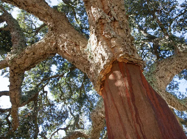 Részlet Nézet Parafa Tölgy Trunk Alentejo Portugáliában — Stock Fotó