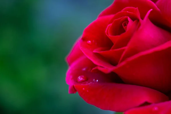 Rode roos met druppels water close-up op groene achtergrond — Stockfoto