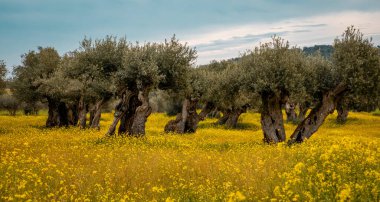Monsaraz, Alentejo bölgesindeki güzel sarı çiçek tarlasında eski zeytin ağacı fidanı Portekiz