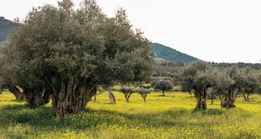 old olive tree plantation  on beautiful yellow flowers field in Monsaraz,  Alentejo region Portugal clipart