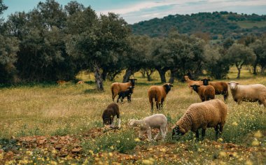 Alentejo Portekiz 'deki zeytin koruluğundaki tarlada siyah koyunlu koyun sürüsü.