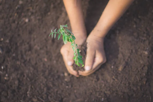 Hand of children holding plant and soil with bokeh and nature ba — Stock Photo, Image