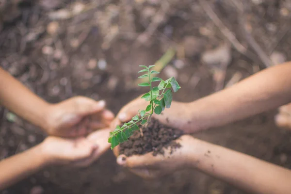 bokeh ve doğa ba ile bitki ve toprak tutan çocukların el
