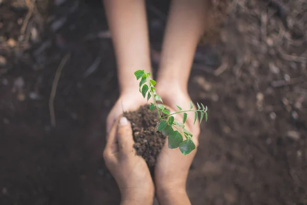 bokeh ve doğa ba ile bitki ve toprak tutan çocukların el