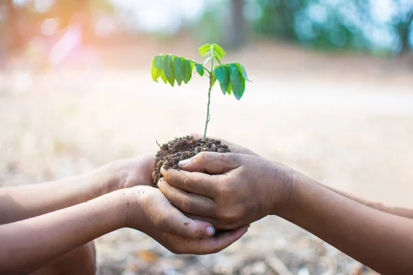 bokeh ve doğa ba ile bitki ve toprak tutan çocukların el