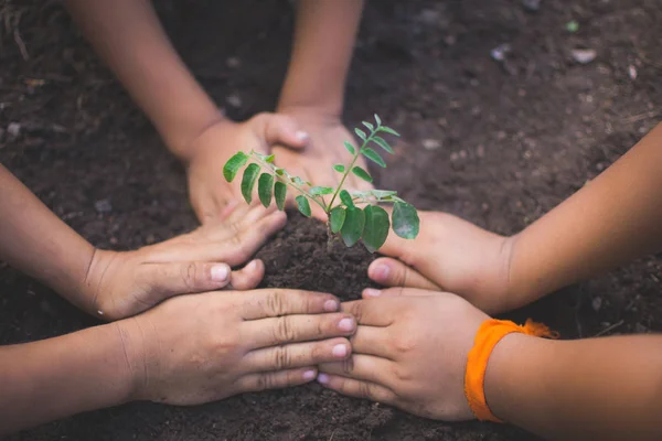bokeh ve doğa ba ile bitki ve toprak tutan çocukların el