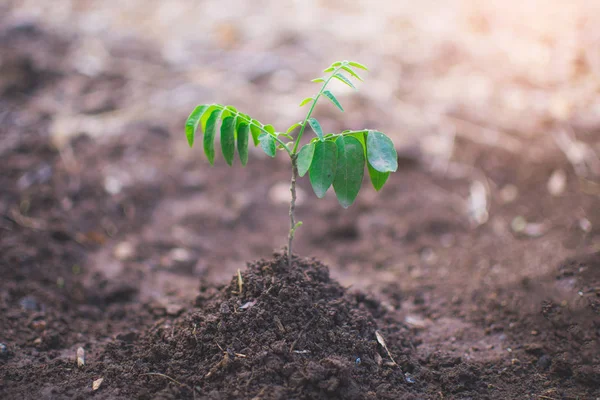 Recém-nascido de árvore no solo, conceito Dia Mundial do Meio Ambiente. suave fo — Fotografia de Stock