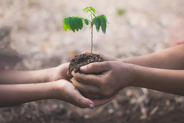 bokeh ve doğa ba ile bitki ve toprak tutan çocukların el