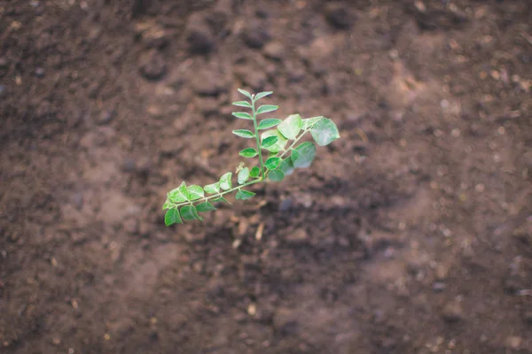 New born of tree on soil, World Environment Day concept. soft fo — Stock Photo, Image