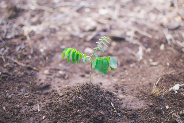 New born of tree on soil, World Environment Day concept. soft fo — Stock Photo, Image