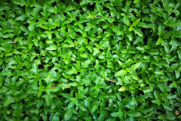 Green Grass Field Sun Light Background Texture — Stock Photo, Image