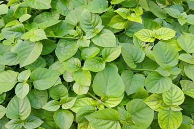 sarı ve yeşil yapraklar arka plan ve doku