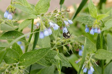 bir arı (wasp) oturan güzel sakin çiçekli çalılar yakın çekim