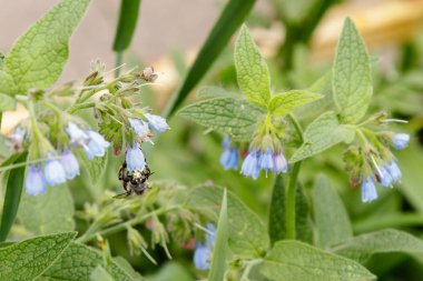 bir arı (wasp) oturan güzel sakin çiçekli çalılar yakın çekim