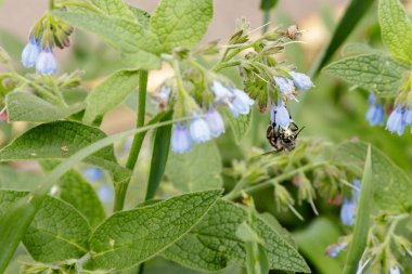 bir arı (wasp) oturan güzel sakin çiçekli çalılar yakın çekim
