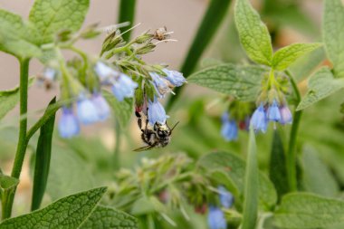 bir arı (wasp) oturan güzel sakin çiçekli çalılar yakın çekim