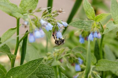 bir arı (wasp) oturan güzel sakin çiçekli çalılar yakın çekim