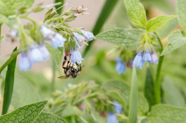 bir arı (wasp) oturan güzel sakin çiçekli çalılar yakın çekim