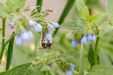 bir arı (wasp) oturan güzel sakin çiçekli çalılar yakın çekim