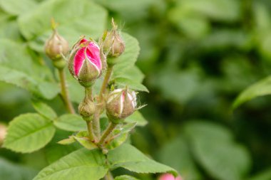güzel çalılar kırmızı bir çiçek açan bir gül yakın çekim