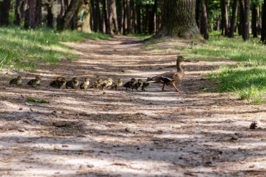 ördek gölet ducklings taşı ile yakın çekim