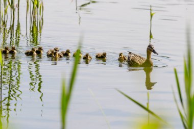 su vücut yakın çekim Yüzme ördek yavrusu ile ördek