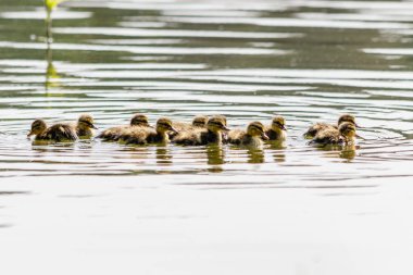 su vücut yakın çekim Yüzme ördek yavrusu ile ördek