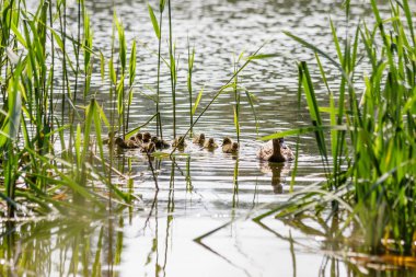 su vücut yakın çekim Yüzme ördek yavrusu ile ördek
