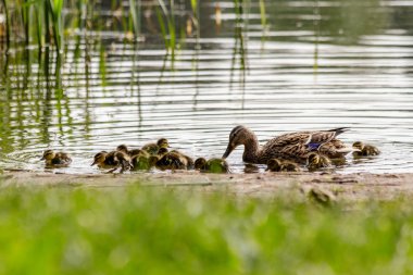 su vücut yakın çekim Yüzme ördek yavrusu ile ördek