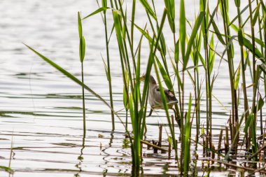 güzel kuş kulik - serçe sazlık yakın çekim