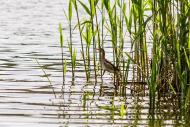güzel kuş kulik - serçe sazlık yakın çekim