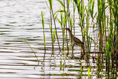 güzel kuş kulik - serçe sazlık yakın çekim