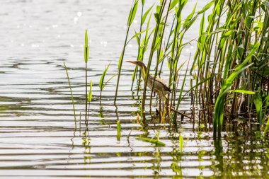 güzel kuş kulik - serçe sazlık yakın çekim