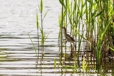 güzel kuş kulik - serçe sazlık yakın çekim