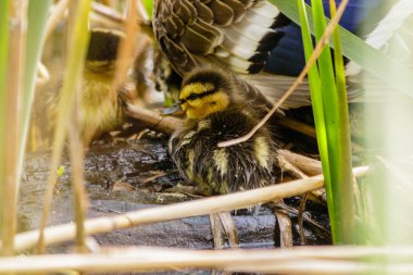 su vücut yakın çekim Yüzme ördek yavrusu ile ördek