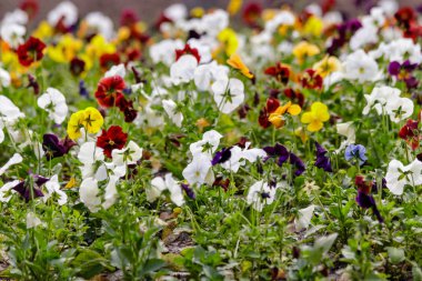 güzel çok renkli çiçek çiçek yatak - yakın çekim alanı