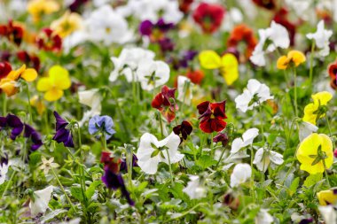 güzel çok renkli çiçek çiçek yatak - yakın çekim alanı