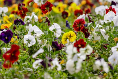 güzel çok renkli çiçek çiçek yatak - yakın çekim alanı